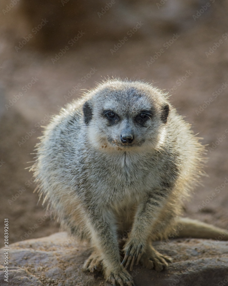 Fototapeta premium suricata