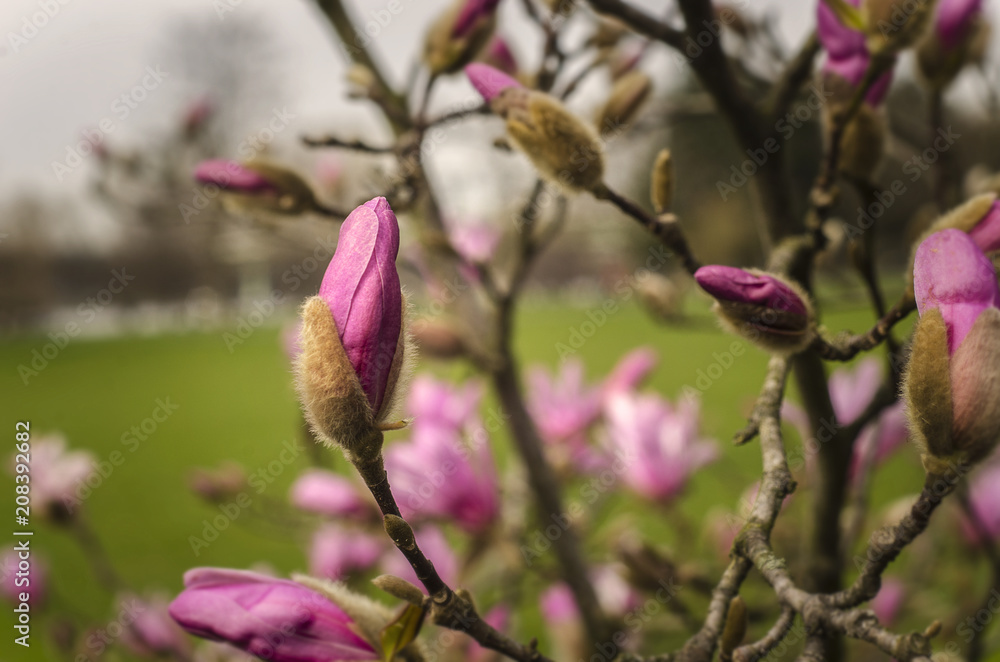 Blumen Sommer Blumen Sommer