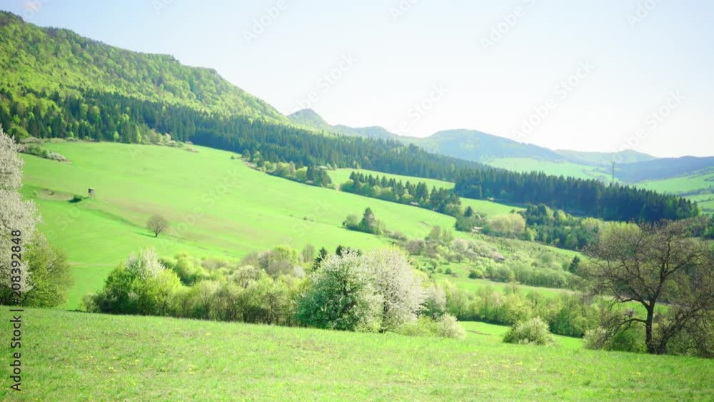 summer forest view in sunlight, mountains background 4K summer forest view in sunlight, mountains background 4K