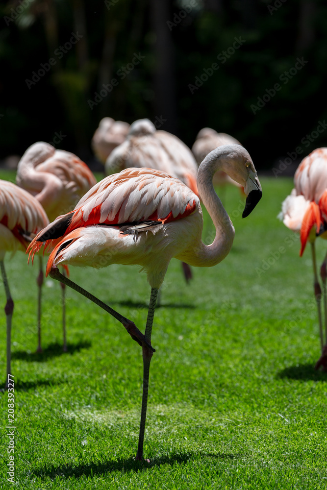 Flamingos birds in zoo park stand on grass. Flamingos birds in zoo park stand on grass.