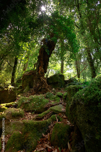 Bosco del Sasseto  photo