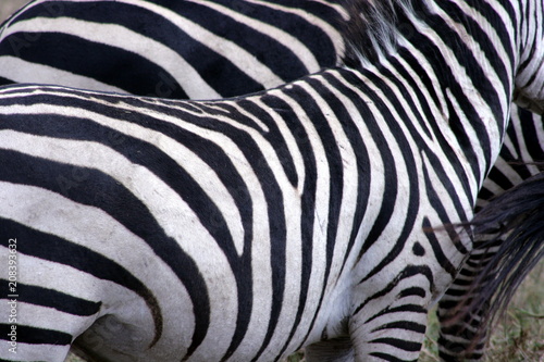 Zebra's Stripes