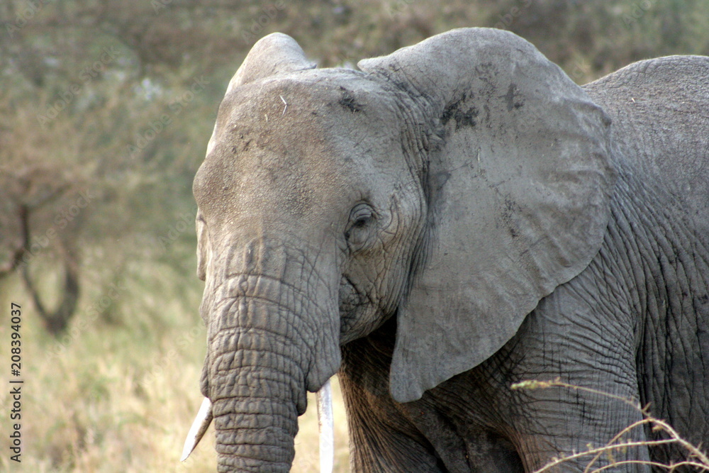 Elephant Closeup