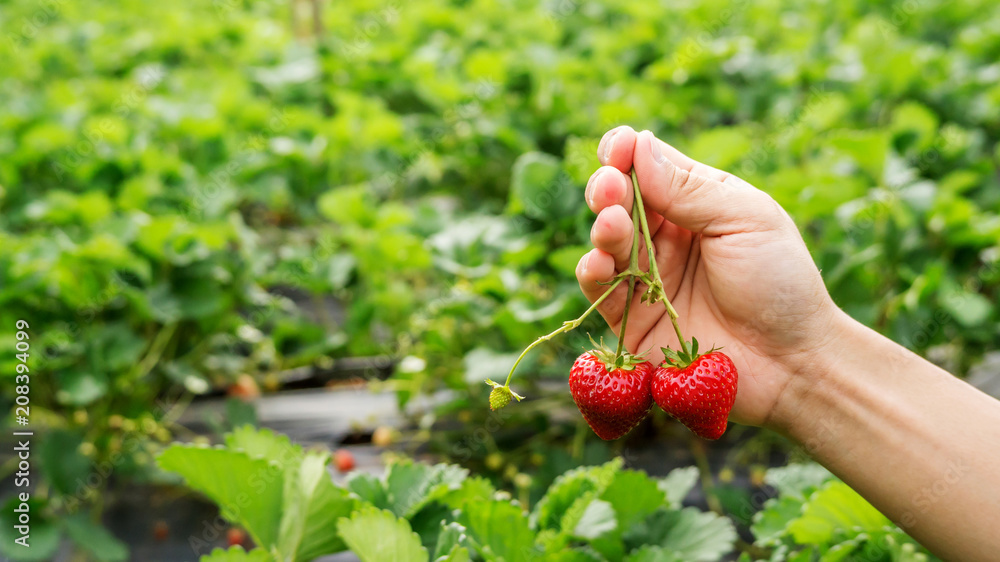 Men pick a red strawberry fruit. Men pick a red strawberry fruit.