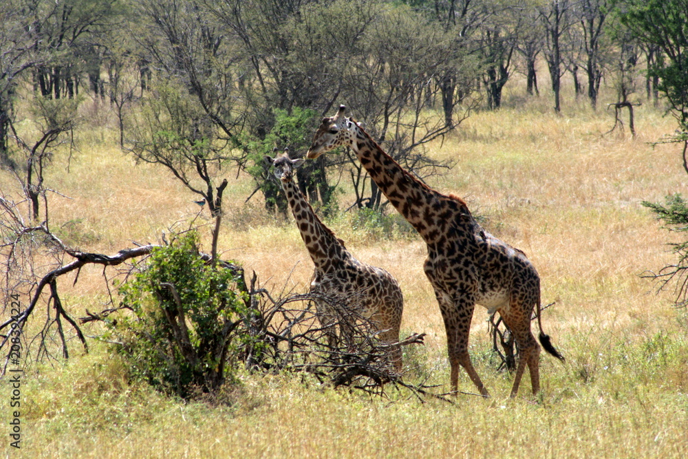 Fototapeta premium Giraffes Eating