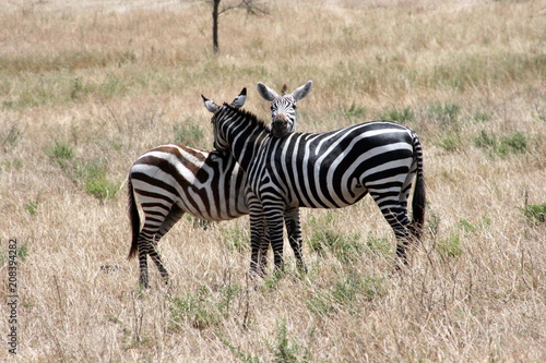 Two Zebras Grooming