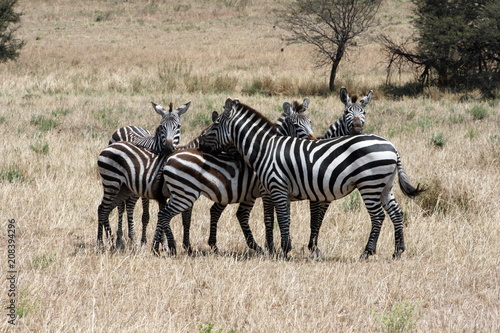 Zebras Together
