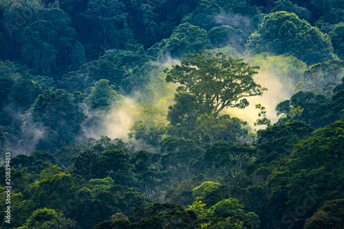 Magical sunrise in jungle © Stéphane Bidouze