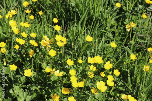 Close up of buttercups in long grass