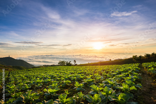 The Scene of Thailand about Big Cabbage farm on the mountain, Phu Tubburk, Thailand