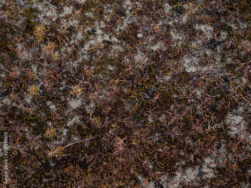 dry needles on swamp moss