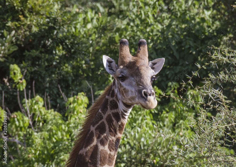 Giraffe or Giraffa, head facing camera with green foliage in background. Kruger National Park. South Africa Giraffe or Giraffa, head facing camera with green foliage in background. Kruger National Park. South Africa