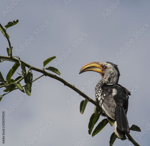 Southern yellow-billed hornbill, ( Tockus leucomelas ), sitting on branch looking left with blue sky. Yellow beak and eye very clear. Kurger National Park, South Africa