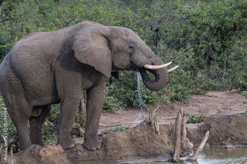 African Elephant,(Loxodonta africana), looking right with trunk curled into mouth drinking water. Kruger National Park, South Africa