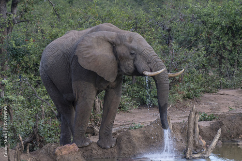 African Elephant,(Loxodonta africana), looking right with water dripping from trunk. Kruger National Park, South Africa