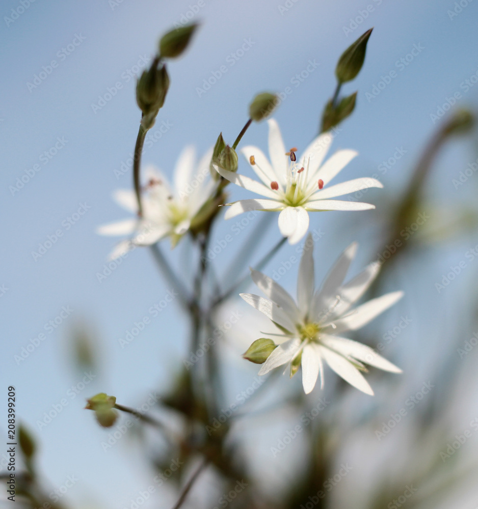 Fototapeta premium small white flowers in macro photography