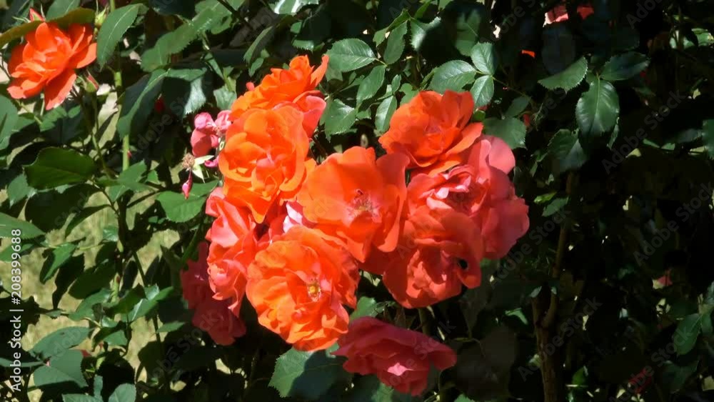 Garden red roses bloom in bright sunny and windy summer day video footage floral colorful background close-up Garden red roses bloom in bright sunny and windy summer day video footage floral colorful background close-up