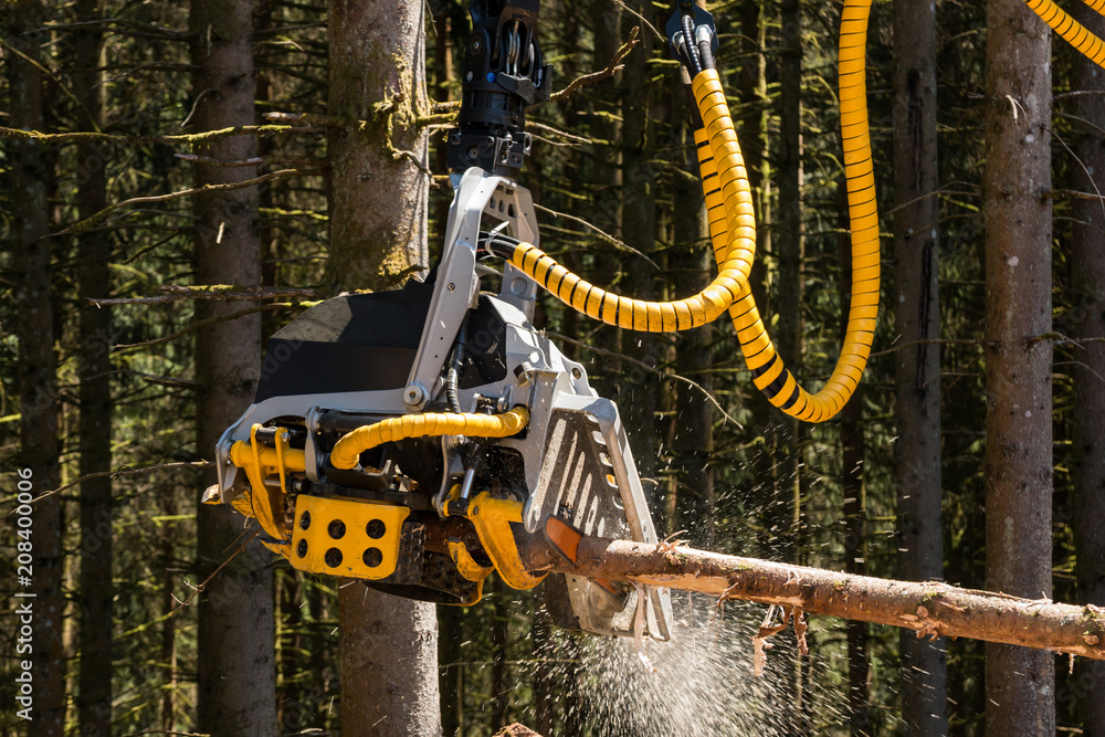 Naklejka premium Holzernte mit dem Harvester