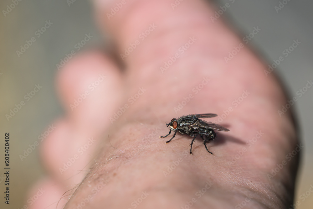 Obraz premium Annoying fly sitting on a mans bare foot