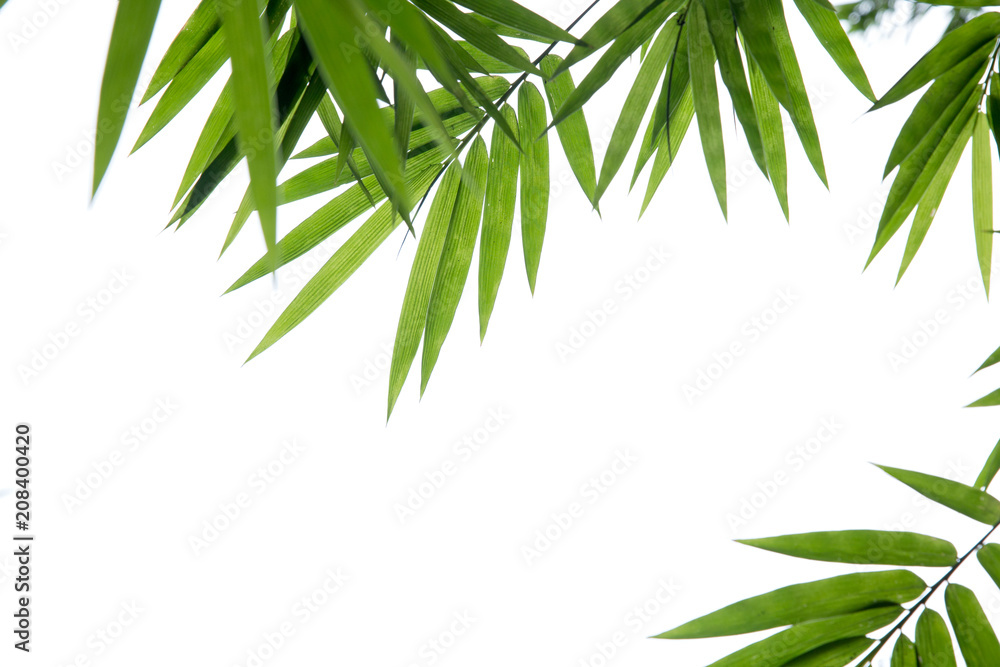 Bamboo leaves on white background Bamboo leaves on white background