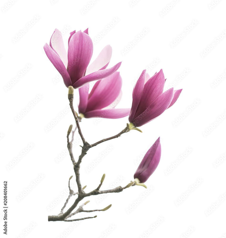 Fototapeta premium magnolia flower spring branch isolated on white background
