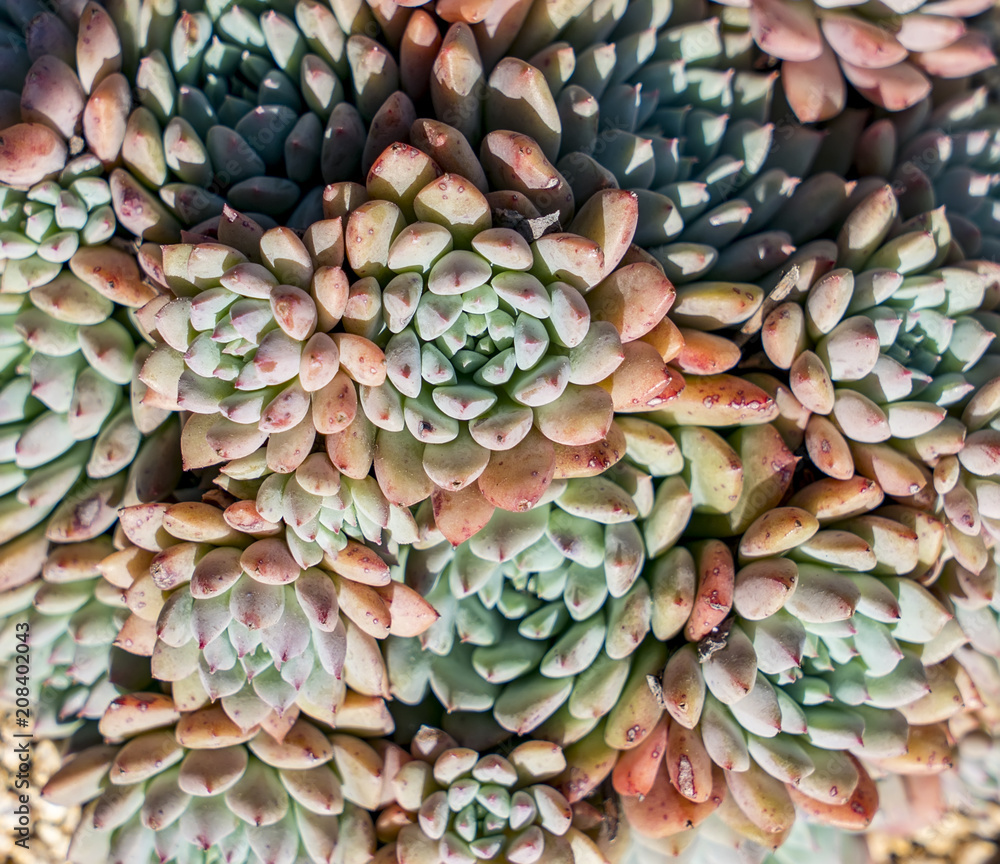 Miniature succulent plants in garden Miniature succulent plants in garden