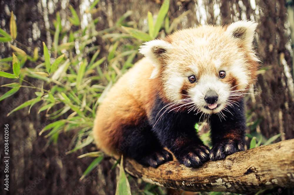 Red Panda Red Panda