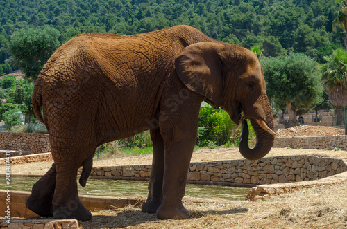Gray Elephant in Fasano zoo Safari park in Italia