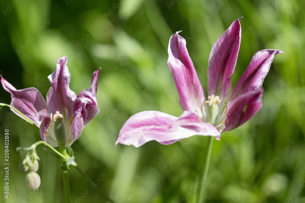 Fototapeta premium Tulips in Decay