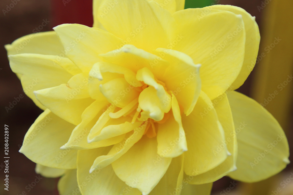 Yellow uncovered flower daffodil. Close-up. Background.