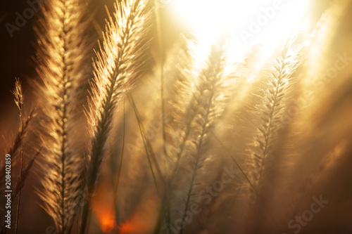 reed grass with golden sunset light background.