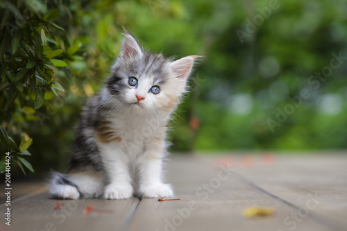 A silver patched and white kitten chilling in green garden in daylight. black and white cat sitting on wooden garden chair blurry background by sunlight.
