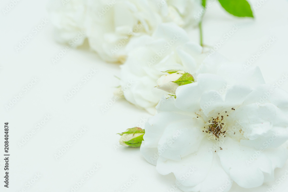 Obraz premium White Rose