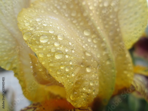 Drops on a flower