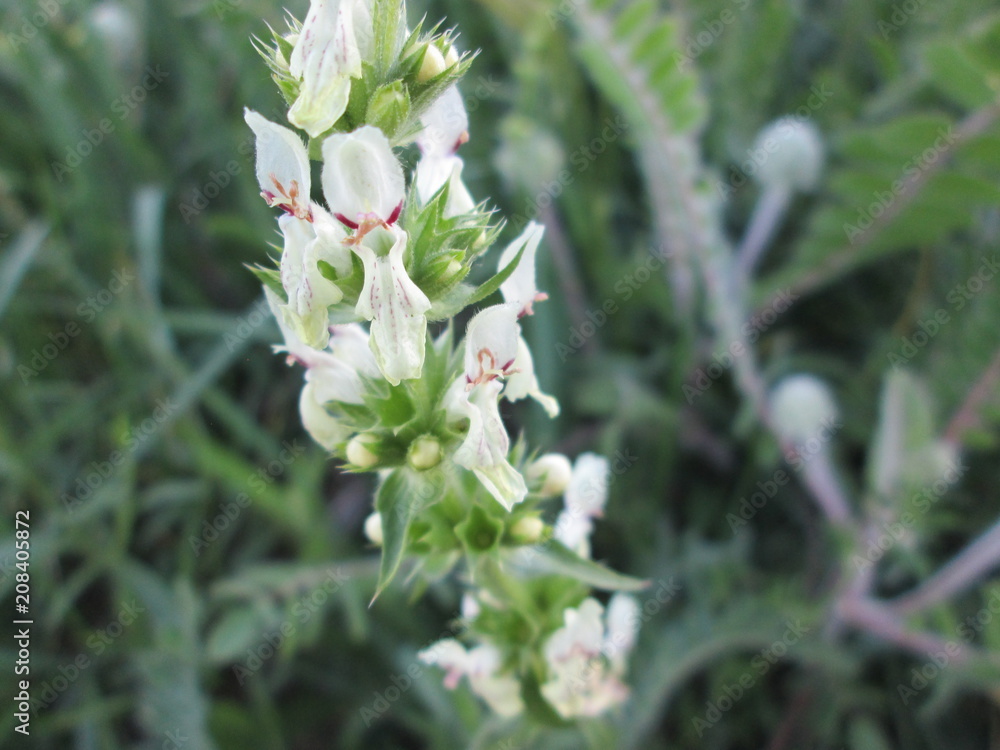 White Field Flower White Field Flower