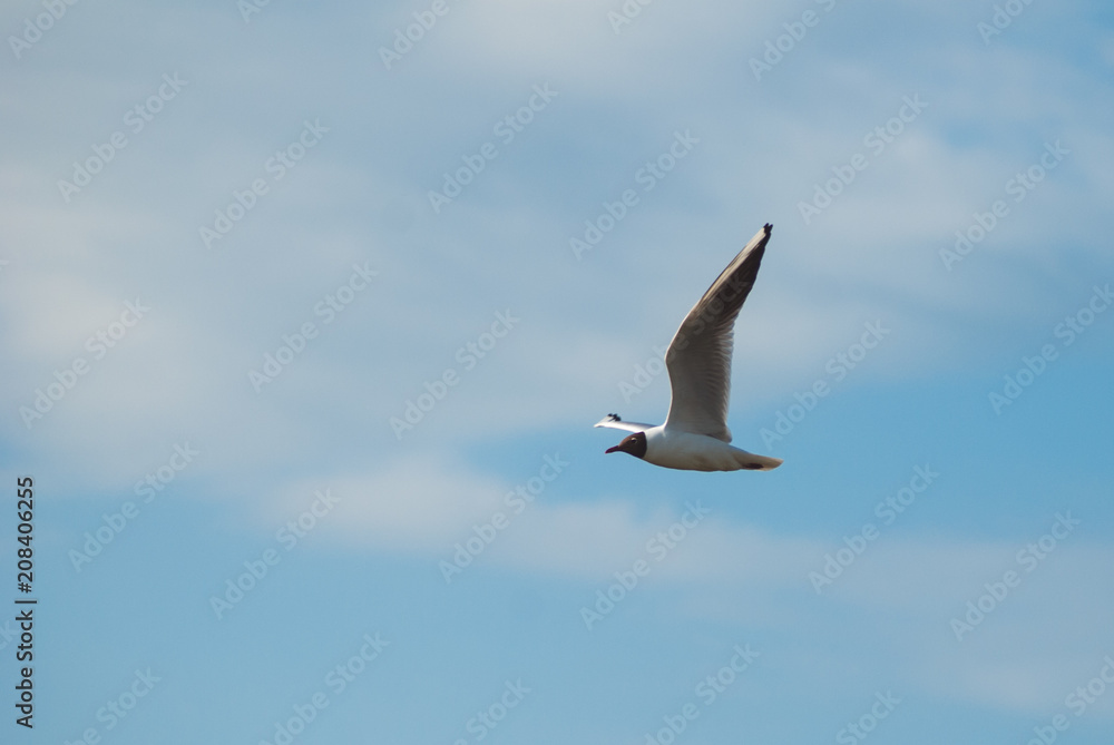 Seagull flying close-up against the sky, Seagull flying close-up against the sky,