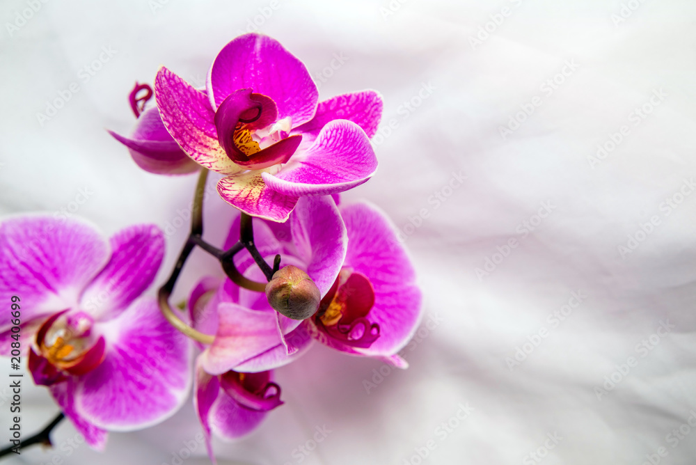 The branch of purple orchids on white fabric background 