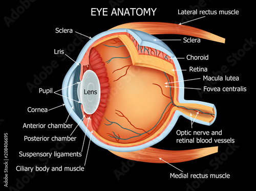 illutration of Human Eye Anatomy  photo