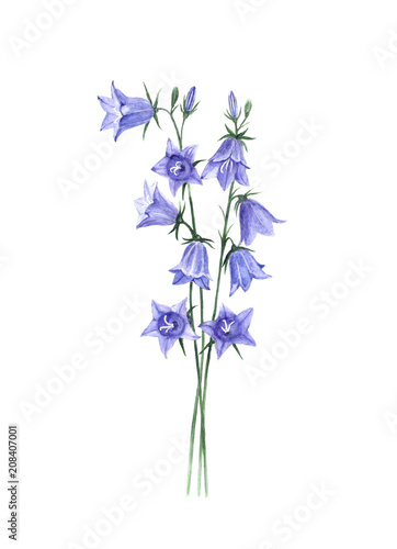 Bell flowers watercolor