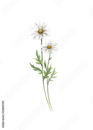  Chamomile flower watercolor