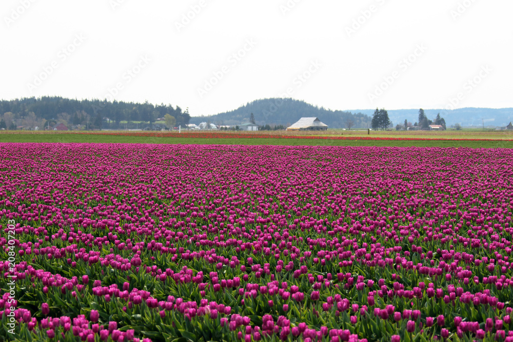Tulip Fields in Rural Skagit County