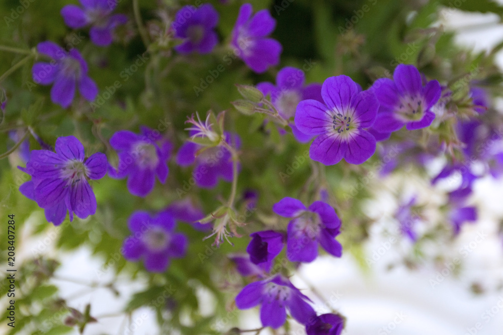 bouquet of forest geranium bouquet of forest geranium