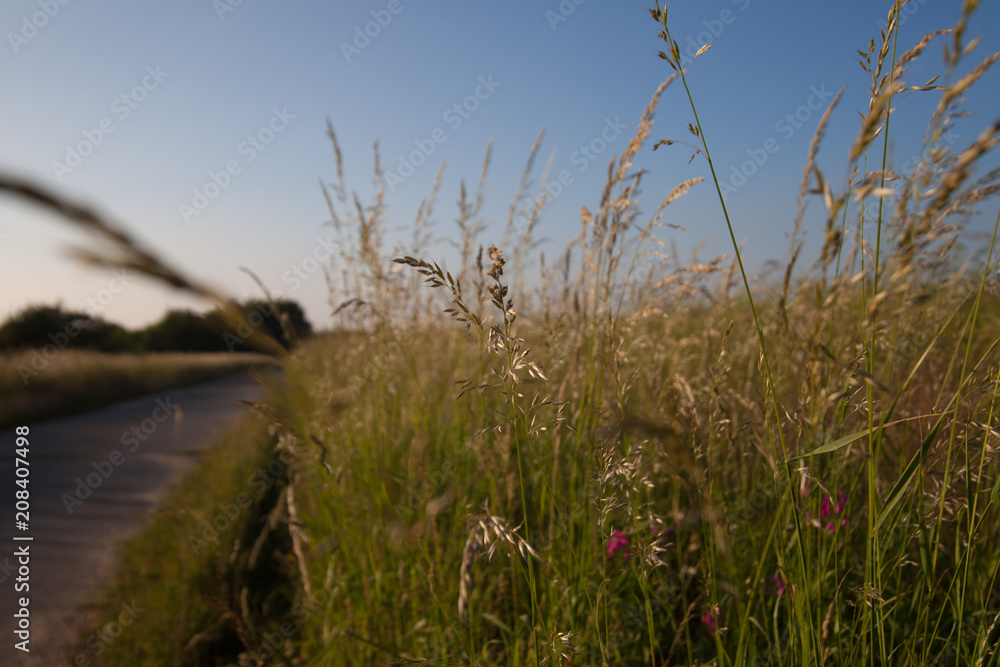 summer day field summer day field