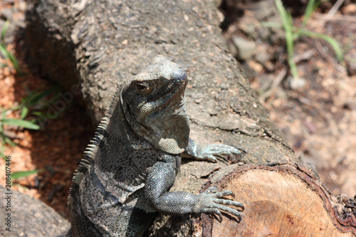Cute lizard leanding his front feet against a downed tree log looking like he is expecting you to serve him © Sheila
