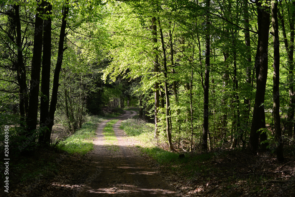 Obraz premium Wald bei Bad Münstereifel