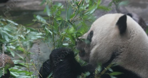 Giand Panda Bear eating bamboo shoot. China Wildlife. photo