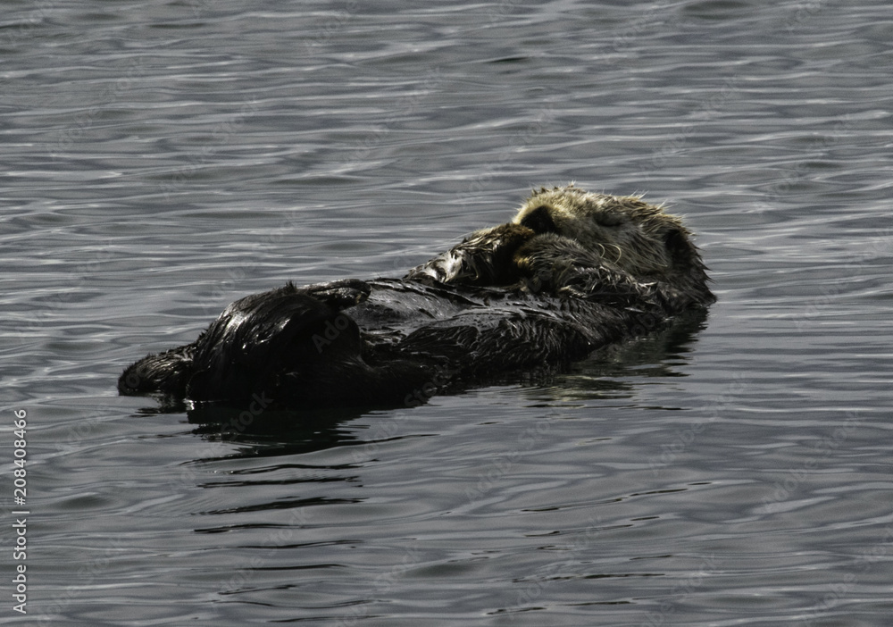 Fototapeta premium Sleeping Sea Otter in Prince William Sound, Alaska