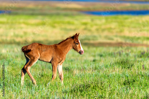 Young foal in green field