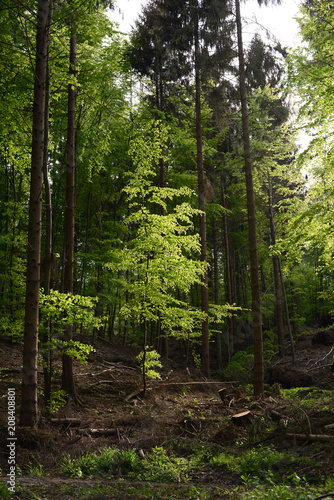 Wald bei Bad M  nstereifel