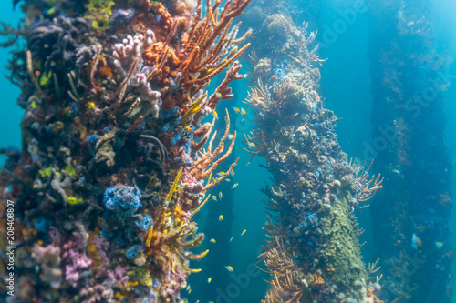 Imagem subaquática de corais coloridos no pier de Busselton, na Austrália Ocidental photo
